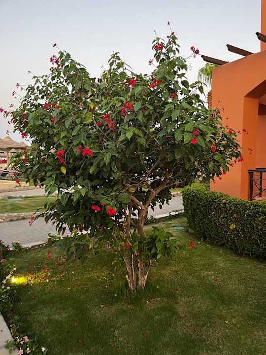 Gartenanlage Hotel JAZ Makadi Star & Spa