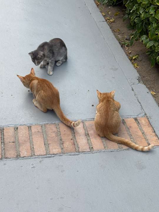 Sonstiges TUI MAGIC LIFE Calabria