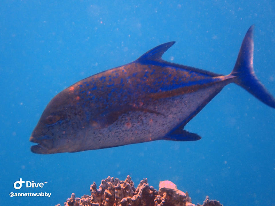 Sonstiges Three Corners Equinox Beach Resort