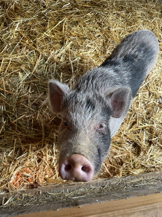 Sport & Freizeit Familien Resort Petschnighof - Familotel Kärnten