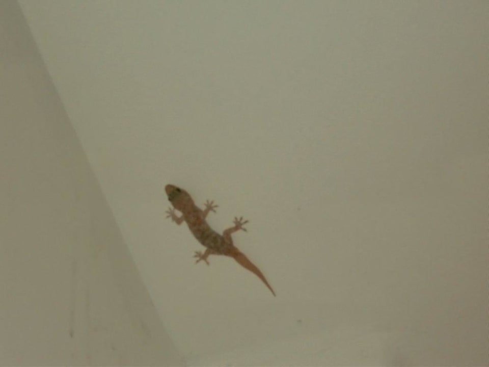 Jaszczury Eleftheria Hotel