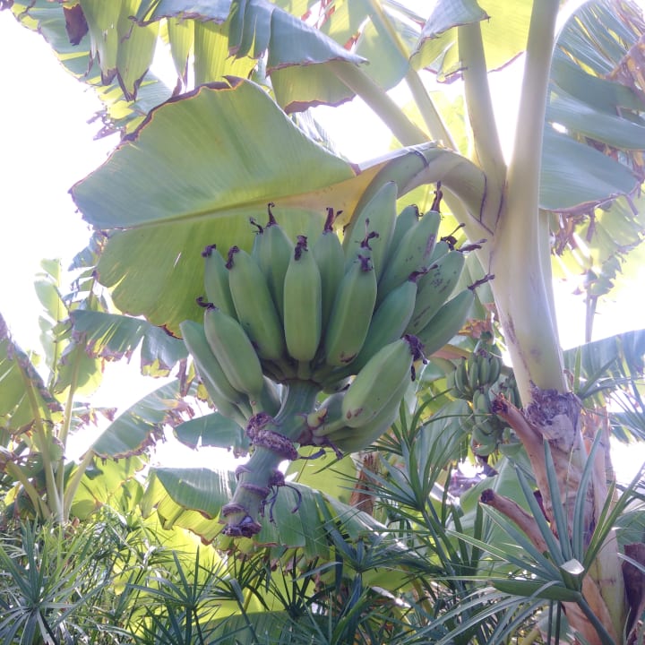 Gartenanlage Korumar Ephesus Beach & Spa Resort