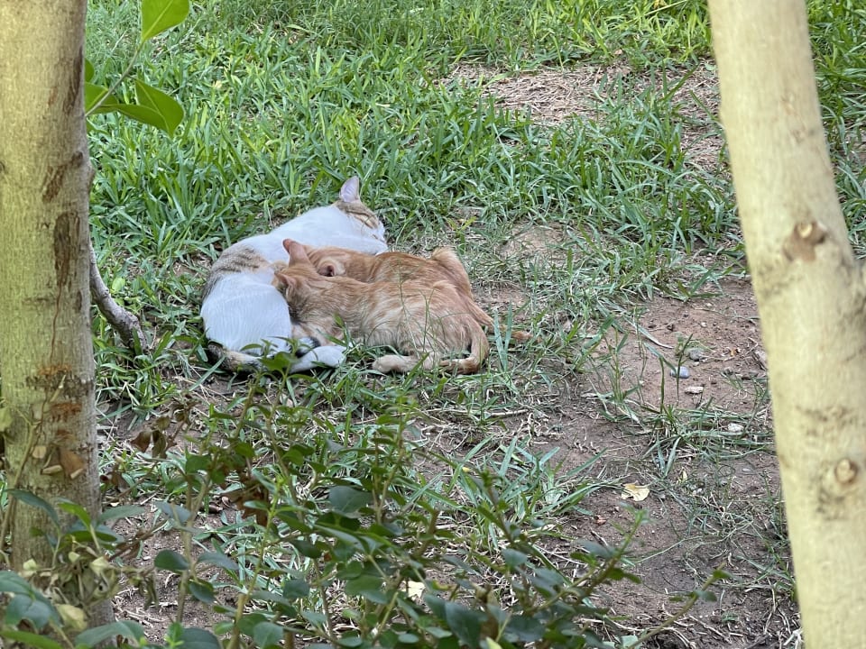Gartenanlage Hotel Delphin Imperial