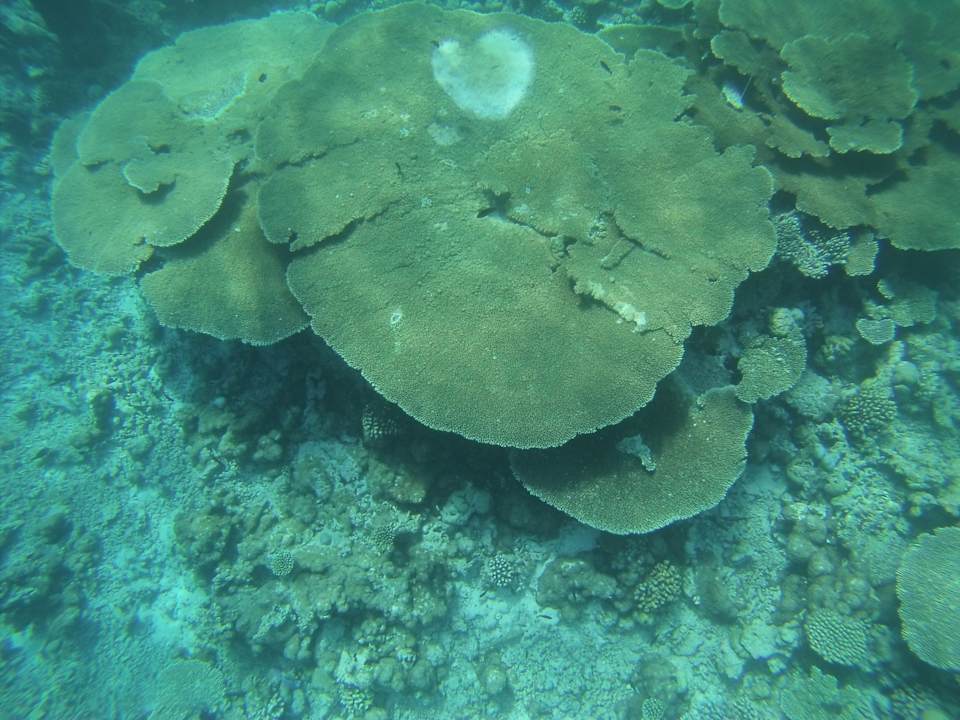 Sport & Freizeit Summer Shade Maldives