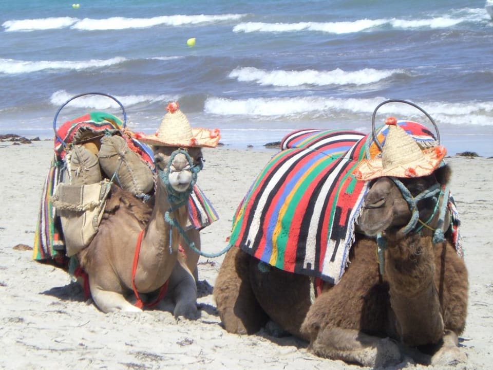 Bin ich cool  TUI MAGIC LIFE Penelope Beach