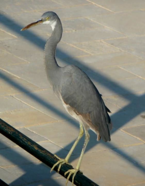 Die Mahlzeit im Visier Pickalbatros Dana Beach Resort - Hurghada