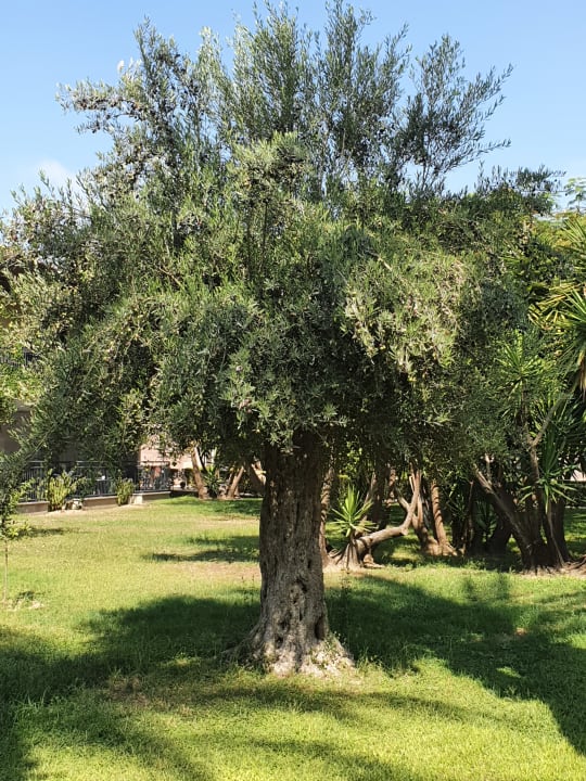 Außenansicht TUI BLUE Palm Garden