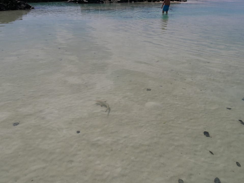 Strand Summer Island Maldives