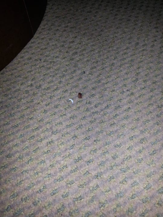 Lecker, teppich im zimmer Ramada by Wyndham Colombo