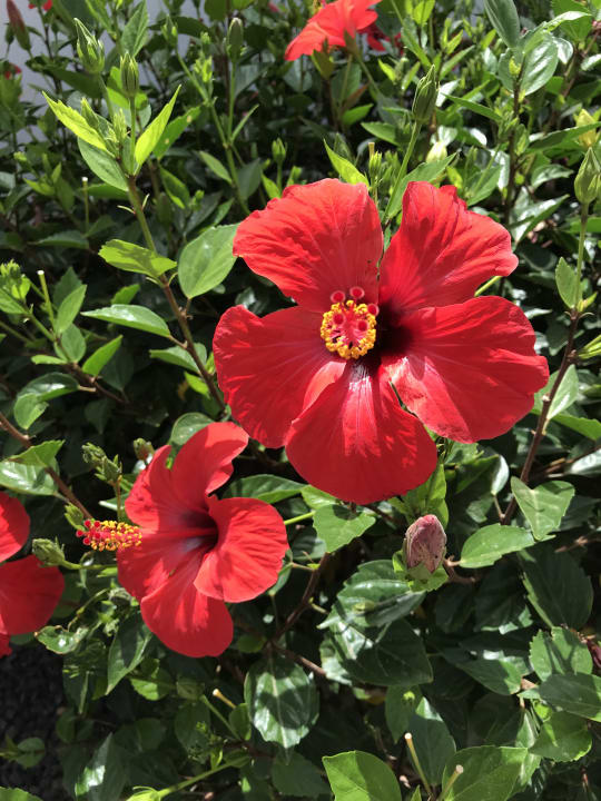 Gartenanlage R2 Romantic Fantasia Suites - Adults only