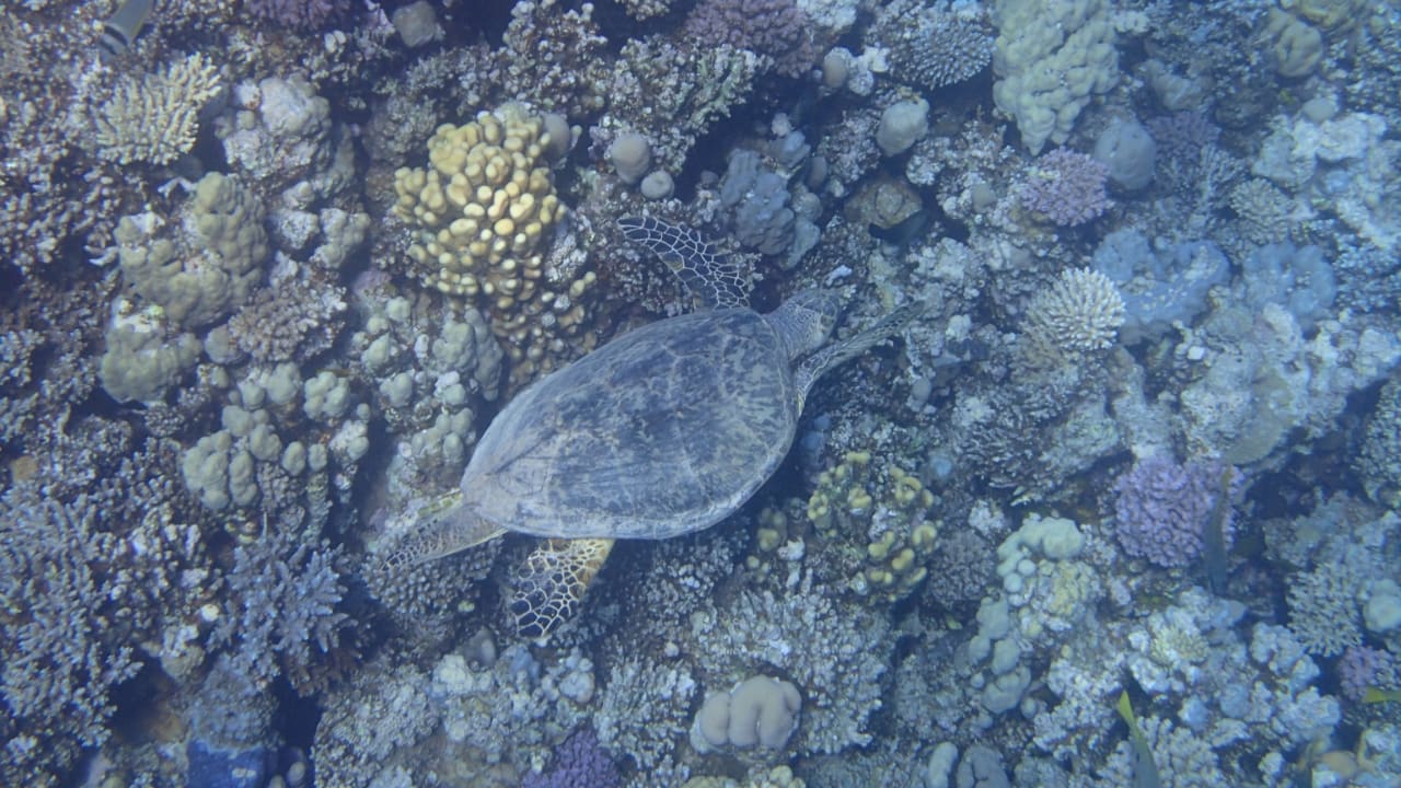 Sport & Freizeit Cleopatra Luxury Resort Makadi Bay