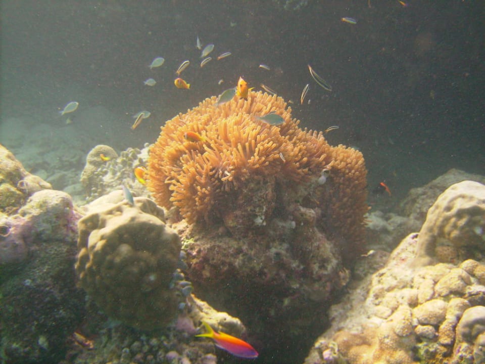 Hausriff Sun Siyam Vilu Reef