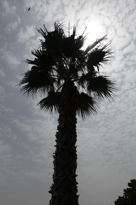 Gartenanlage Hyatt Regency Dubai & The Galleria Residenz