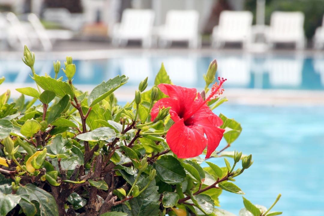 Pool Hotel Riu Madeira