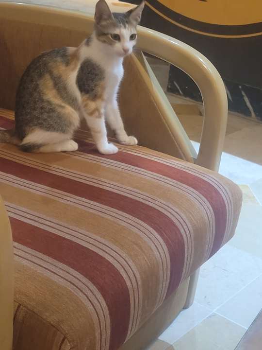 Lobby Hotel El Mouradi Cap Mahdia