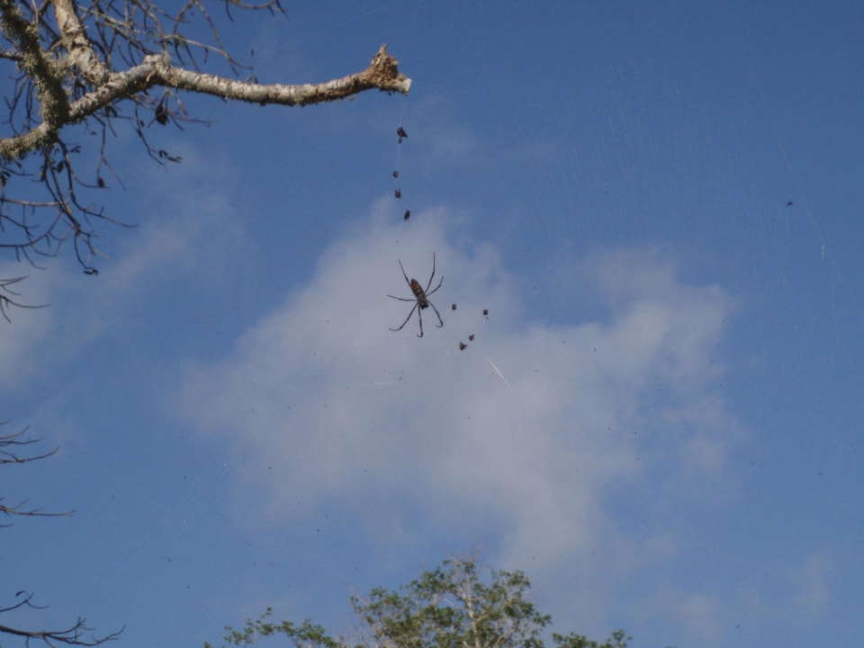 Riesenspinne Hotel Papillon Lagoon Reef
