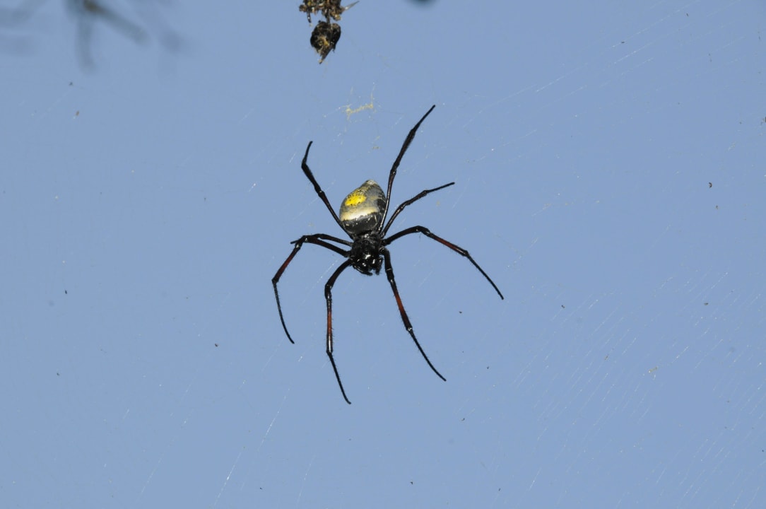 Am Tisch Hotel Thonga Beach Lodge