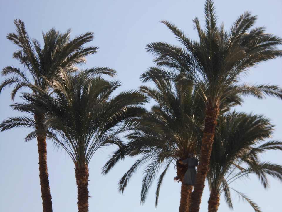 Baumschneider Mercure Luxor Karnak