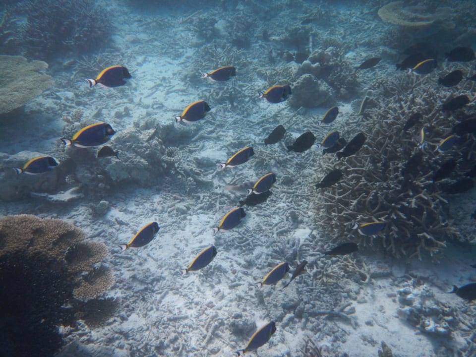 Schnorcheln am Hausriff  Diamonds Thudufushi