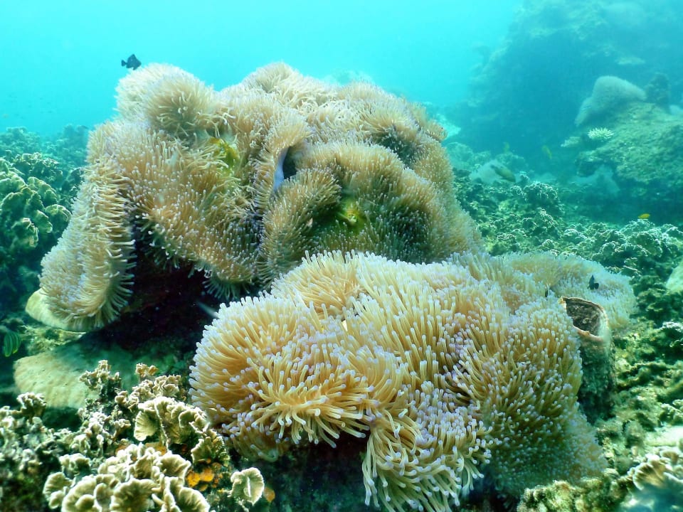 Mae Haad Unterwasser Koh Tao Royal Resort