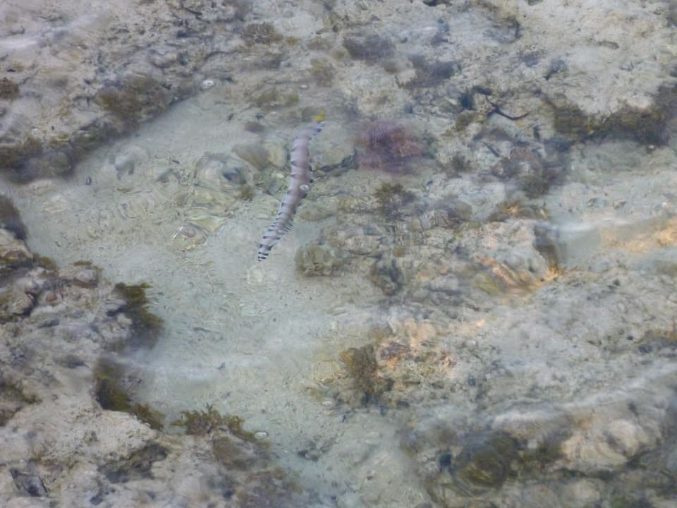 Fisch TUI MAGIC LIFE Kalawy