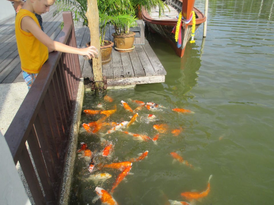 Koi Fütterung The Sands Khao Lak by Katathani