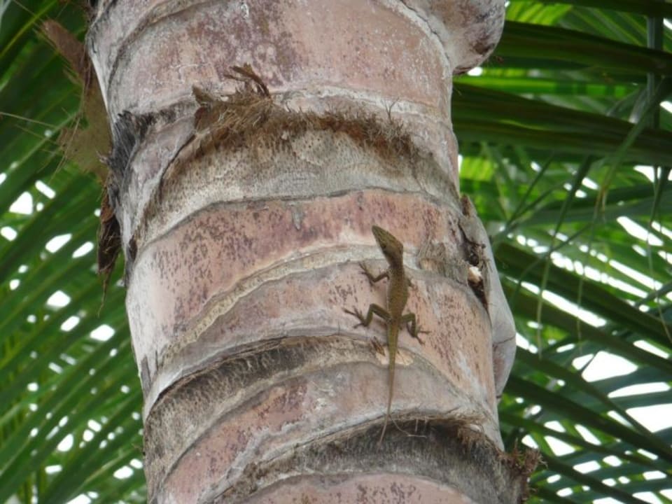 Geko BelleVue Dominican Bay