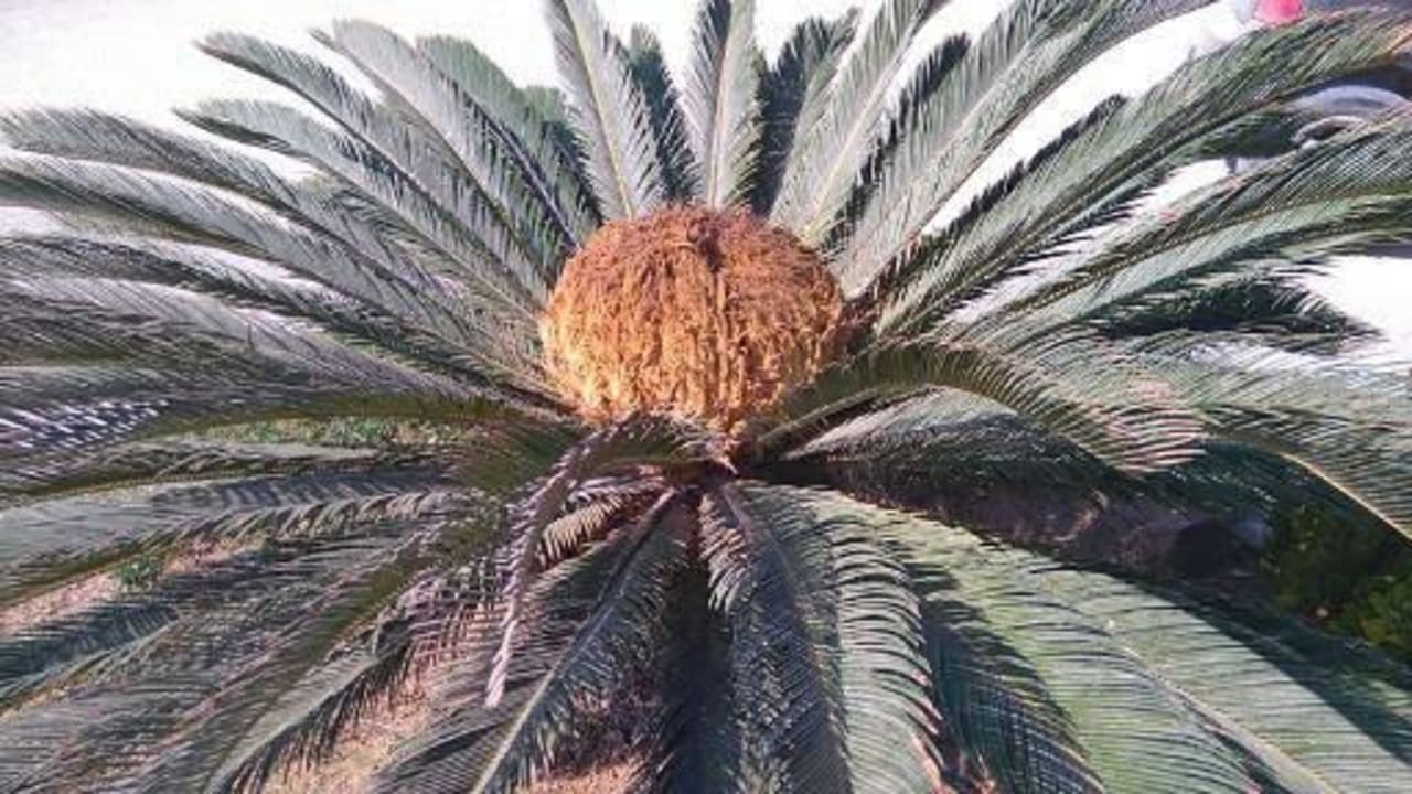 Haette ich gerne im Garten.. Plaza Beach Hotel