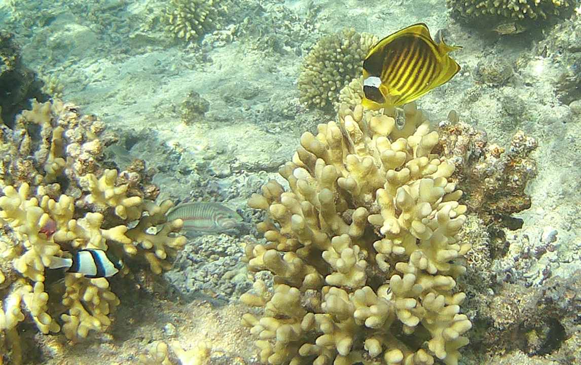 Sport & Freizeit Steigenberger Resort Alaya Marsa Alam - Red Sea - Adults only