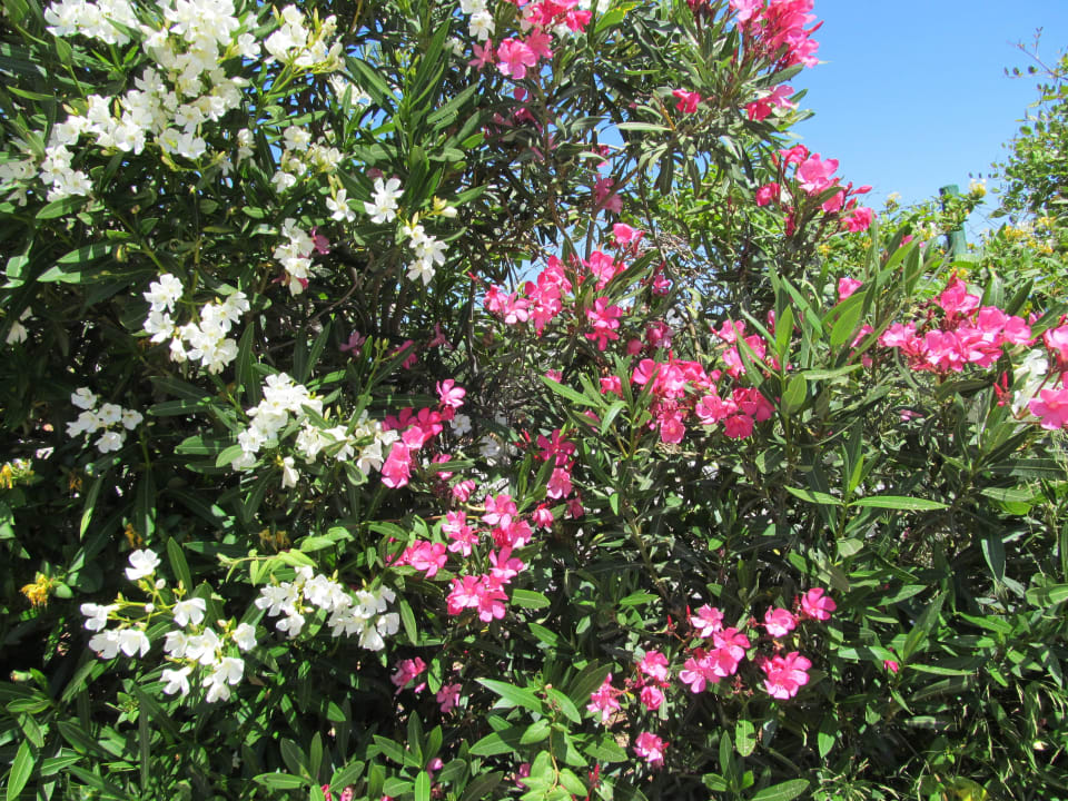 Tolle Blumen in der Anlage Grand Hotel Holiday Resort