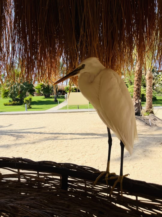 Strand Steigenberger Coraya Beach - Adults only