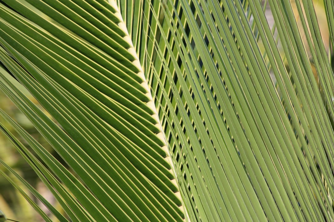 Palme Punta Cana Princess All Suites Resort & Spa