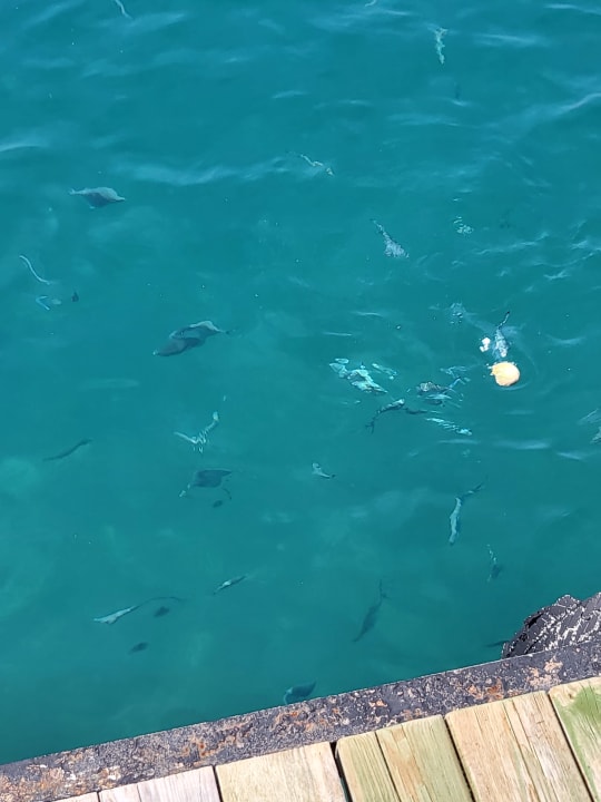 Strand Wyndham Garden Lara