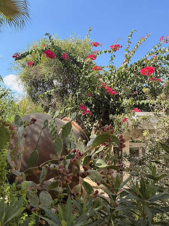 Gartenanlage Hotel Grecian Bay
