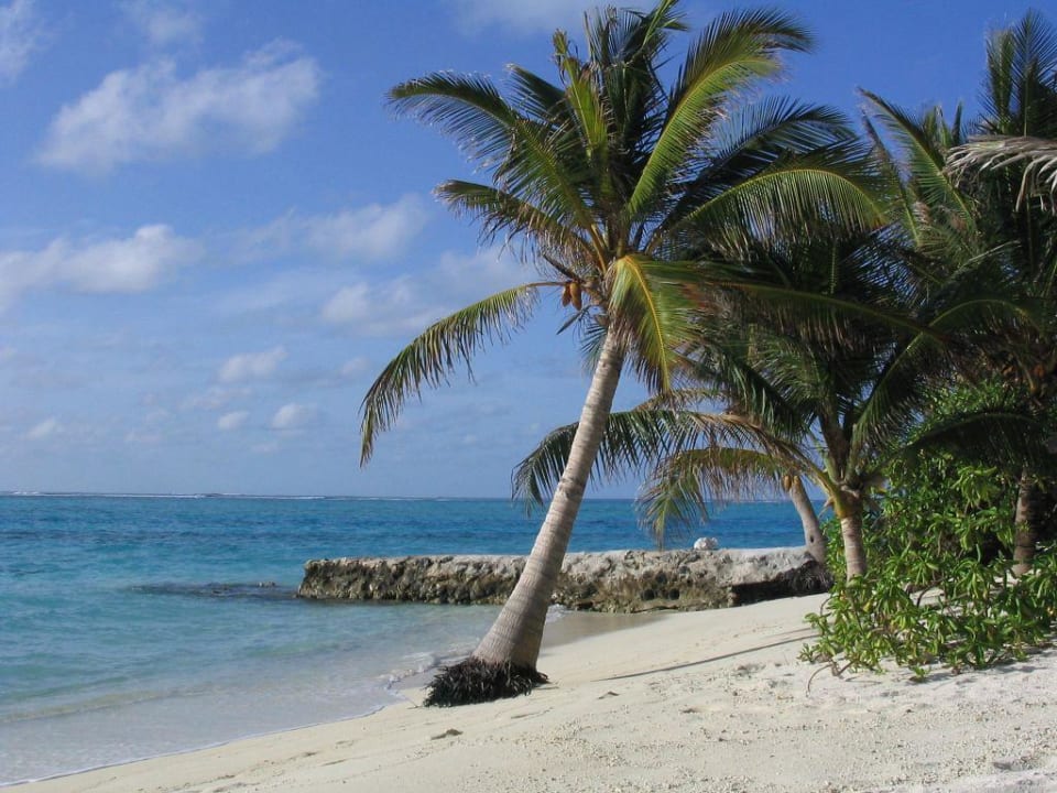 Palme Summer Island Maldives