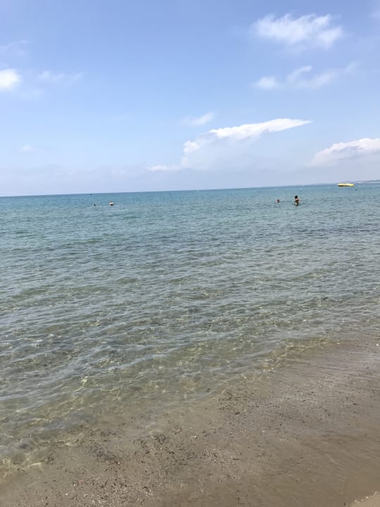 Strand Acanthus Cennet Barut Collection