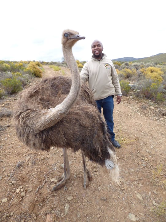 Emma the Ostrich African Game Lodge