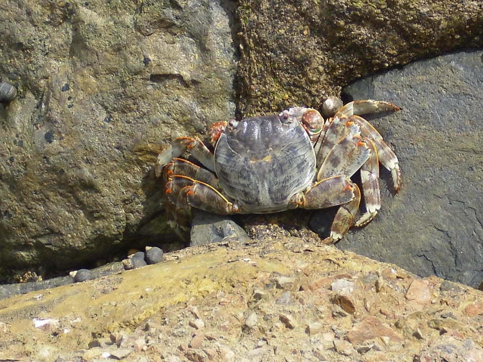 Hotel Three Corners Ocean View - Adults only Hotel Three Corners Ocean View prestige - Adults only