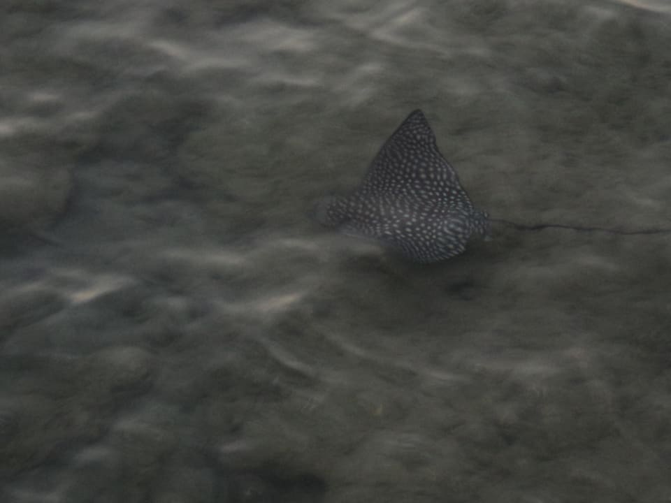 Скатик Stella Garden Resort & Spa, Makadi Bay