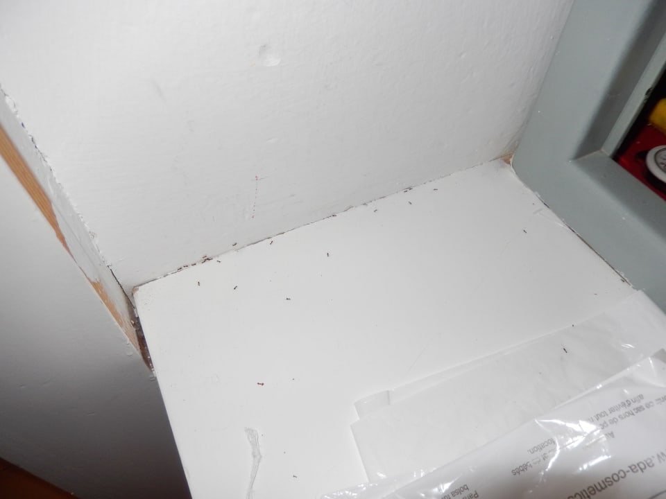 Ameisen im Schrank Invisa Figueral Resort Cala Blanca