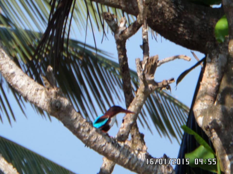 Bunte Vögel ( Eisvogel) Earl’s Reef Beruwala