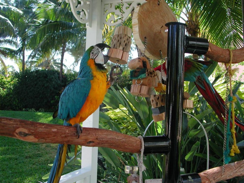 Papageien The Palms Hotel & Spa