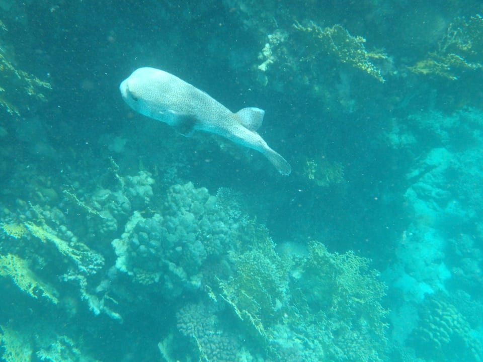 Sport & Freizeit Mövenpick Resort El Quseir