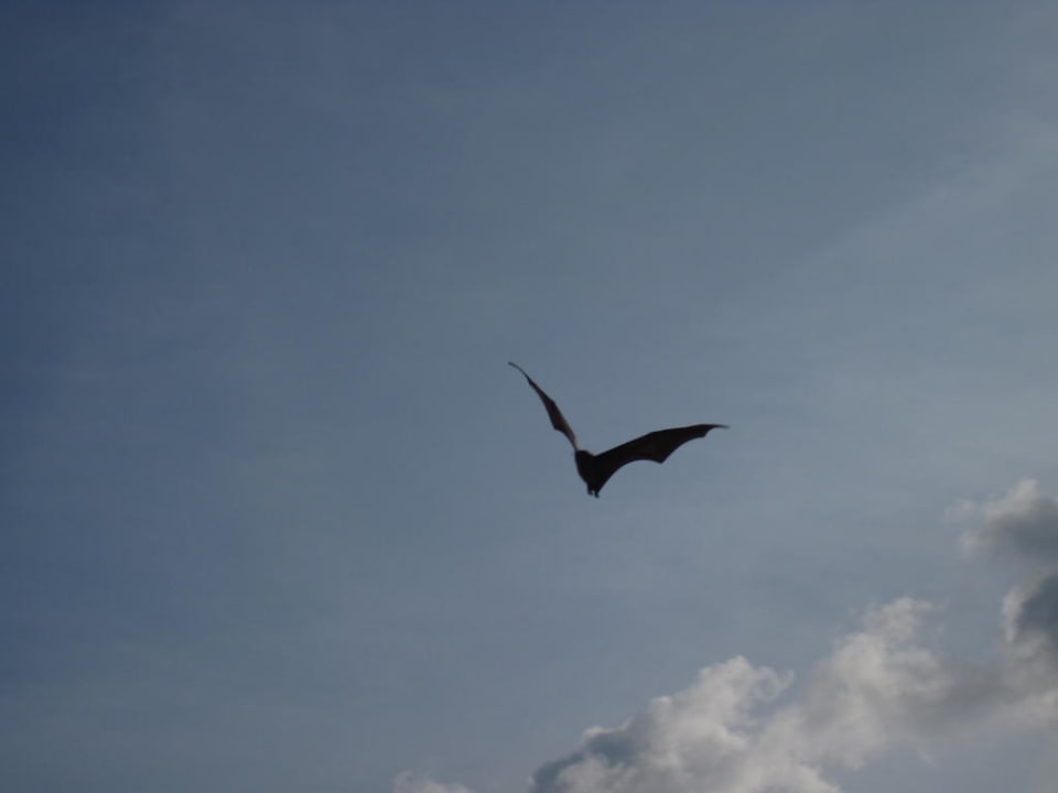 Flughund Kuredu Island Resort & Spa