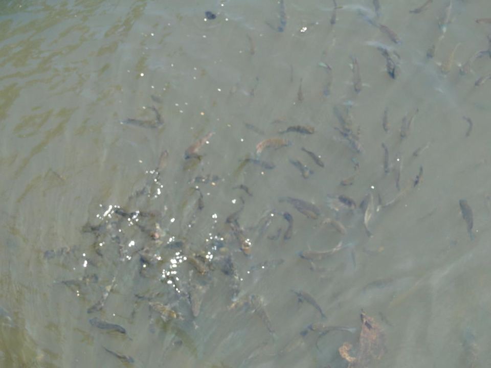 Hotel Nexus Resort Karambunai Hotel Nexus Resort Karambunai