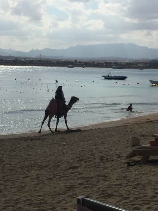 Strand Grand Waterworld Makadi & Family Star Makadi