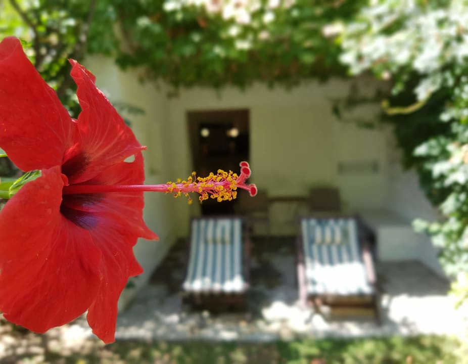 Zimmer Apollonia Beach Resort & Spa