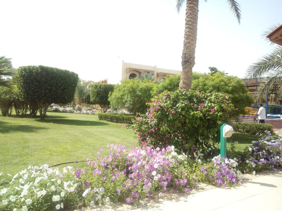 Gartenanlage Desert Rose