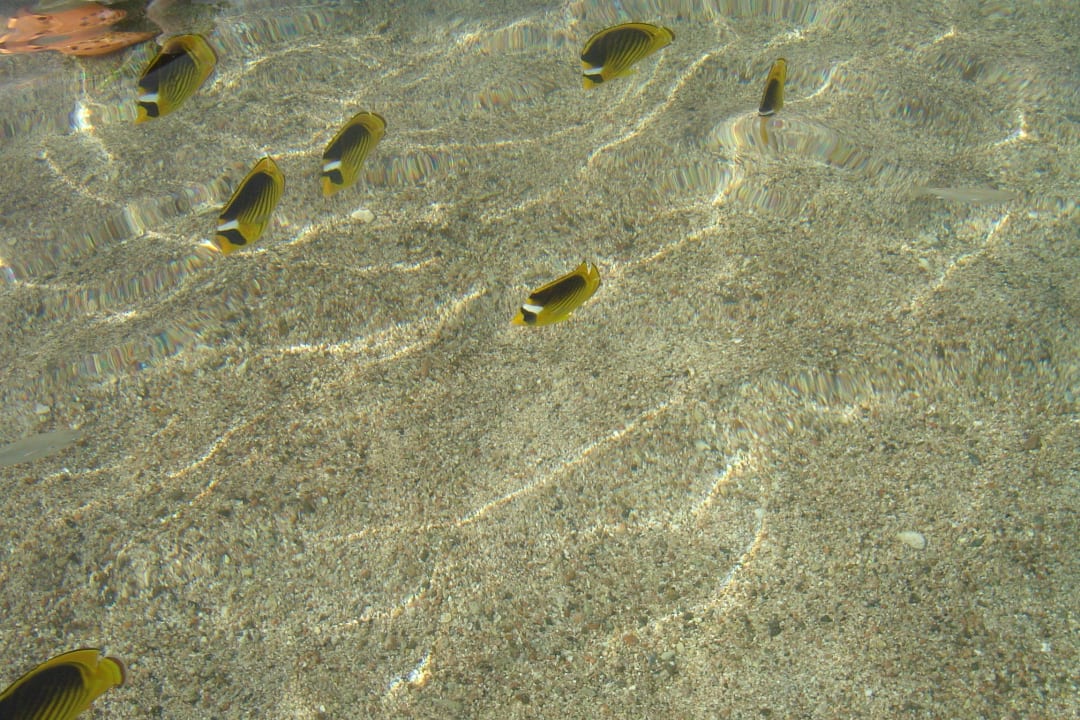 Rybki Three Corners Sea Beach Resort