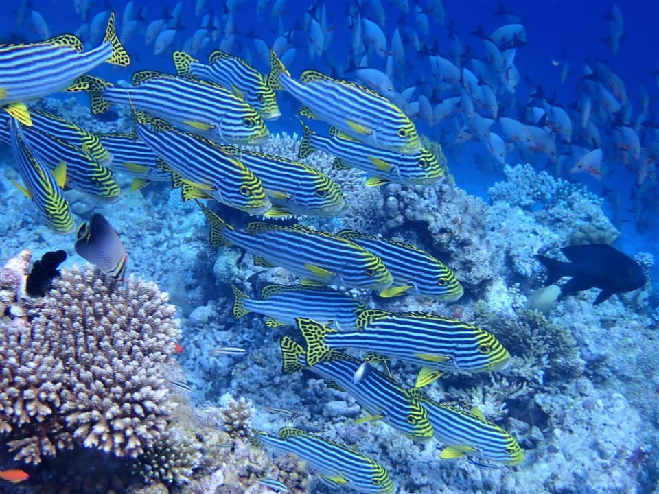 Sport & Freizeit Filitheyo Island Resort